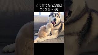 犬に育てられた猫はこうなる...#shorts