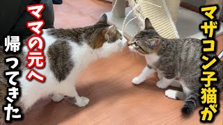 ママ猫にベッタリだった子猫が里帰りしてくれました