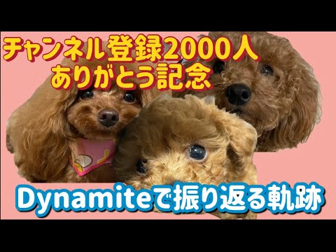 チャンネル登録2000人ありがとうございます！3匹の軌跡を振り返ってみました🐩🐩🐩