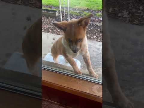 Rusty Loves Her New Perch To See Inside. #k9 #dog #puppy #viralvideo