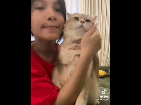 kitty_s10 on tiktok #notmine #funny #memes #catvideos #adorable #shortsviral #youtubeshorts #china