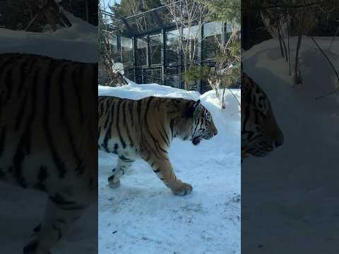 冬の円山動物園④#仲良し夫婦#北海道札幌市#円山動物園#アニマル動画#ZOO#shorts