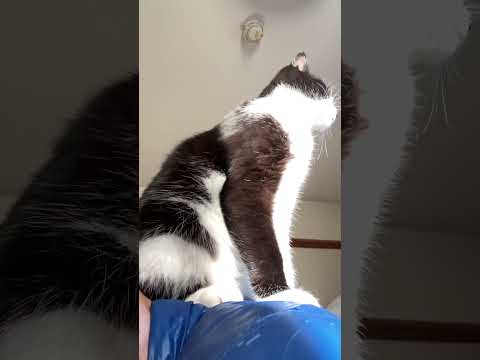 ウプ主の背中に乗るニャンコ😼。 #高評価 #ショート #cat #にゃー #ねこ動画