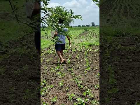 Going to plant lemon tree. #shorts #farming #trending . mera dil ye pukare aaja.