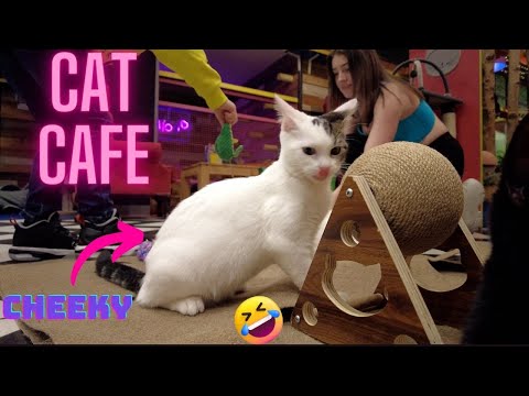 Kitty Cat Cafe Birmingham UK New Street Station Grand Central 4K Video Thing To do at Train Station