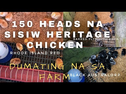 150 Heads Heritage Chicks (Free Range Chicken)