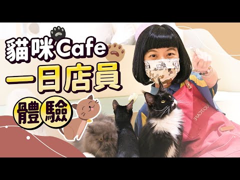 FufucatCafe一日店員體驗 台北超療癒貓咪咖啡廳