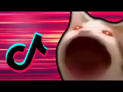 POP CAT TIKTOK MEMES COMPILATION