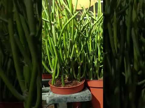 Vlog #1065  Live Plants  At Ikea Store