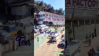 Tea Factory & Tea Museum - A must visit place at ooty