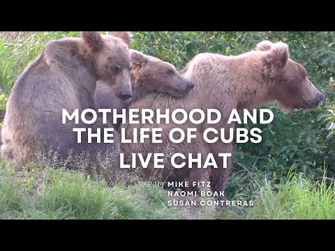 Bear Motherhood and the Life of Cubs | Brooks Live Chat