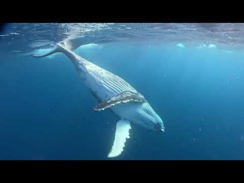 ザトウクジラの子供のフィンキック (Gentle fin kick by the humpback whale calf)