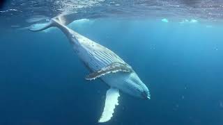 ザトウクジラの子供のフィンキック (Gentle fin kick by the humpback whale calf)