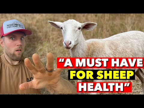 SHEEP NEED THESE MINERALS (OR THEY’LL DIE)