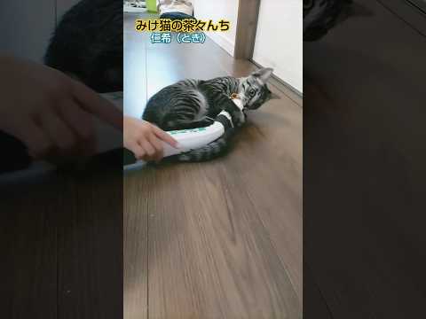 まわる子猫　#cutecat #子猫#猫のいる暮らし #funny