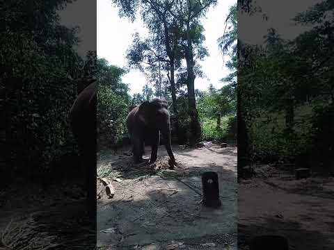 elephant kerala sanctuary