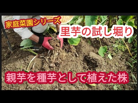 【里芋の試し堀り】親芋を種芋として植えてみた【家庭菜園シリーズ】