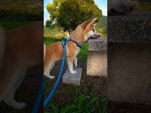 【癒し動画】熊本県玉名市天水町　実山展望公園　#秋田犬　#秋田犬子犬　#akitainu 　#ゴン太　#お散歩　#大黒摩季　#shorts