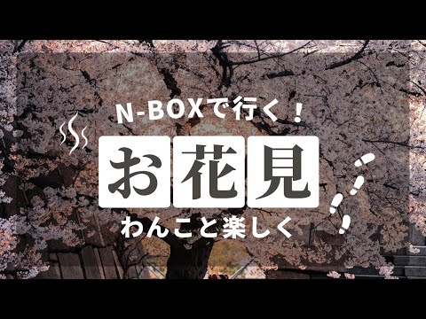 【おすすめ】わんことピクニック🎶ペット連れおすすめの公園！名所、穴場！さくら名所100選の大宮公園で愛犬と楽しくお花見をしてきました。