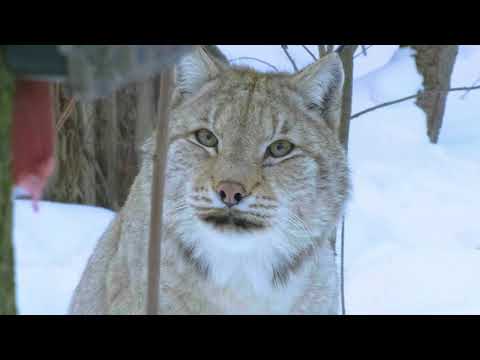 Saving wild cats from from their biggest threat... people