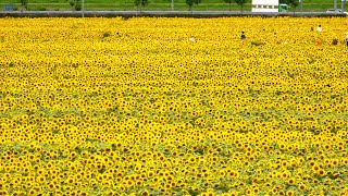 4K【ひまわり満開！兵庫県小野市/ひまわりの丘公園/2022】7/11(月)