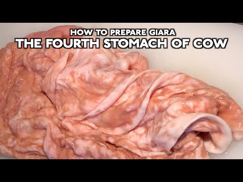 -How to prepare Giara the fourth stomach of cow-If you like the fat from beef, you must watch this!