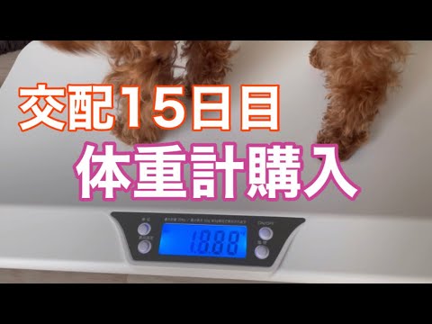 極小犬の妊娠【ティーカッププードル】体重計購入して計測してみました