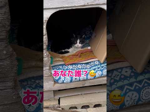 犬小屋に… #地域猫