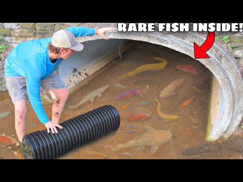 I Found a Hidden Tunnel FILLED with RARE AQUARIUM FISH!