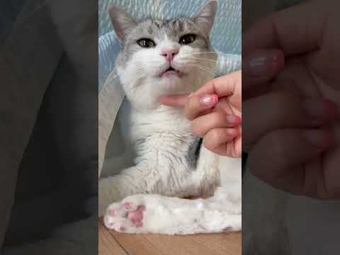 고양이는 수염 만지면 썩소 지어요😼