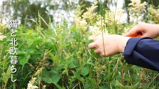 Scandinavian life 🌿 Swedish summer work, flower syrup making