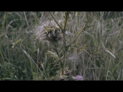 footage: nature Distel, Thistle