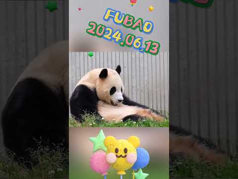 🐼FUBAO2024.06.13 #panda #cute #fubao #animals #pets #funny #love #automobile #happy #cutepanda