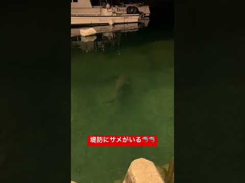 夜中に漁港に来てみたらヤバい！…🦈🦈#shark  #sea