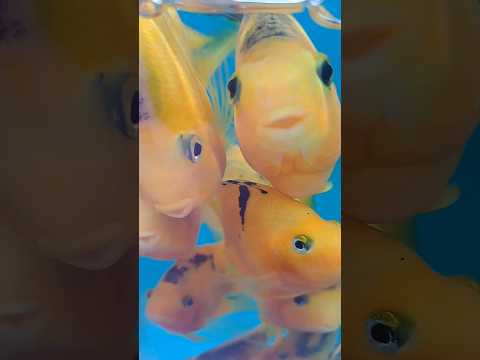 CUTE FISH 🐡🐠🐡🐠