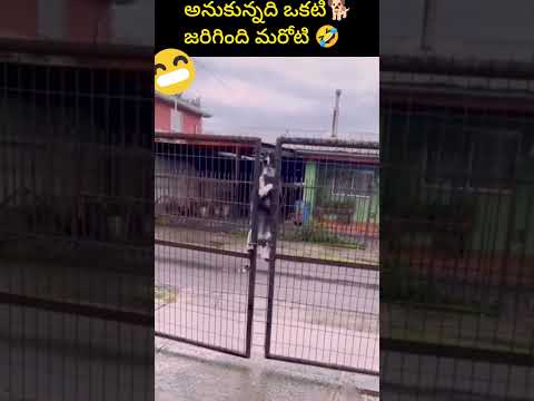 అనుకున్నది ఒక్కటి🐕జరిగింది మరోటి🤣 #shorts #$ #funnydog