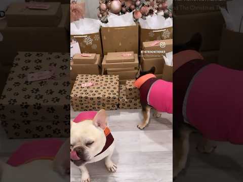 French Bulldogs Rockin' Around The Christmas Tree | Max and Bo | Frenchie Trekker TV #Shorts #Dog