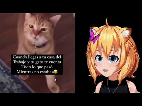 ESTE gato SUENA como MILLYO