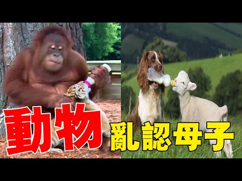 動物最混亂的15次認親時刻，動物也「有奶便是娘」？#top10 #阿菌看世界 #动物 #动物搞笑 #奇聞異事