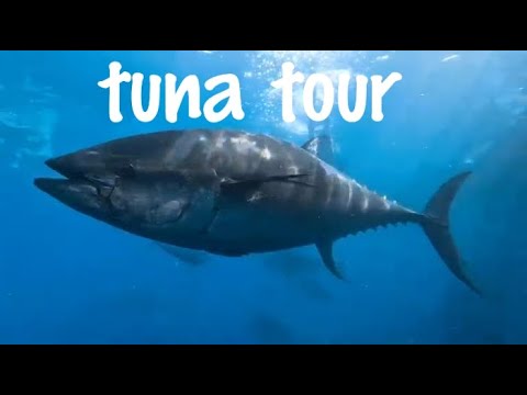 tuna tour en l´ametlla de mar en tarragona