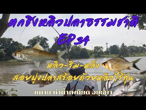 สอยฝูงปลาสร้อยด้วยหลิวไร้ทุ่น หลิว-ริม-หลิ่ง ตกชิงหลิวปลาธรรมชาติ EP.34 หมายท่าน้ำเพนียด อยุธยา