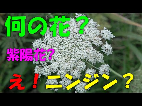 【人参】ニンジンの花と種の採取