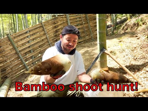 Hunting for bamboo shoots in Kyoto! 京都で筍掘り！