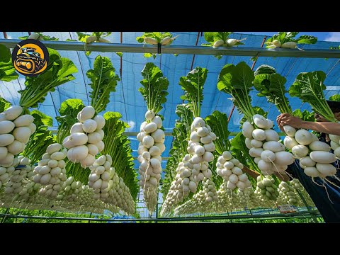 The Most Modern Agriculture Machines That Are At Another Level , How To Radish And Turnip In Farm