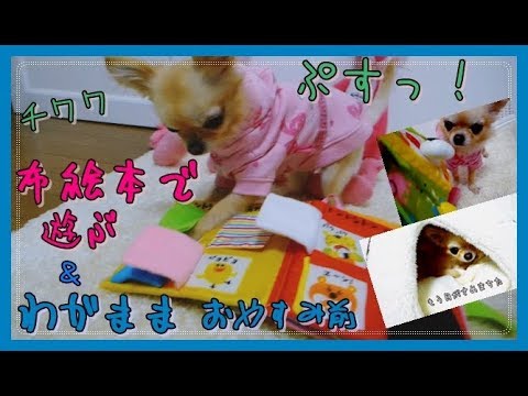 ぷすっ🎵って言いながら布の本📗で遊ぶチワワ＆わがままな⚡おやすみ前💤～Chihuahua🐶 plays📙 Selfish