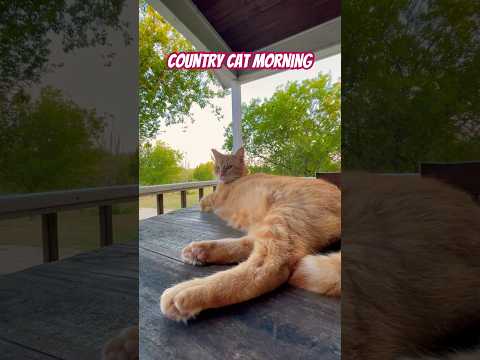 #countrylife #catlife #texas #precious #countrycat #toebeans #catlovers #kittenvideos #orangecat