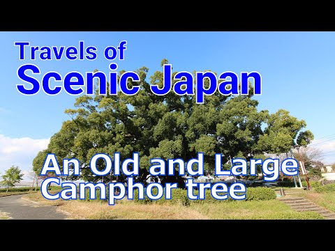 【417】An Old and Large Camphor tree / Travels of Scenic Japan / Tabiator