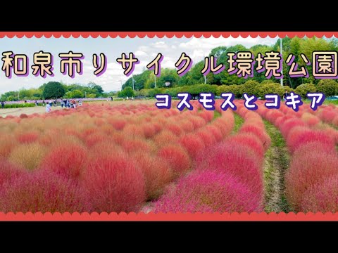 和泉市リサイクル環境公園✨風になびく秋桜と紅葉したコキアがきれいでした😊✨