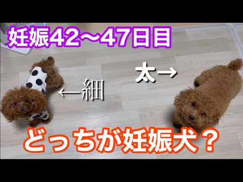 衝撃の事実が判明【妊娠犬】ティーカッププードル