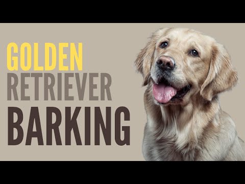 Golden Retriever Barking - If Dogs Could Talk